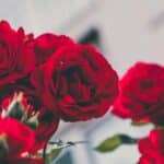 2 line love shayari in hindi for girlfriend