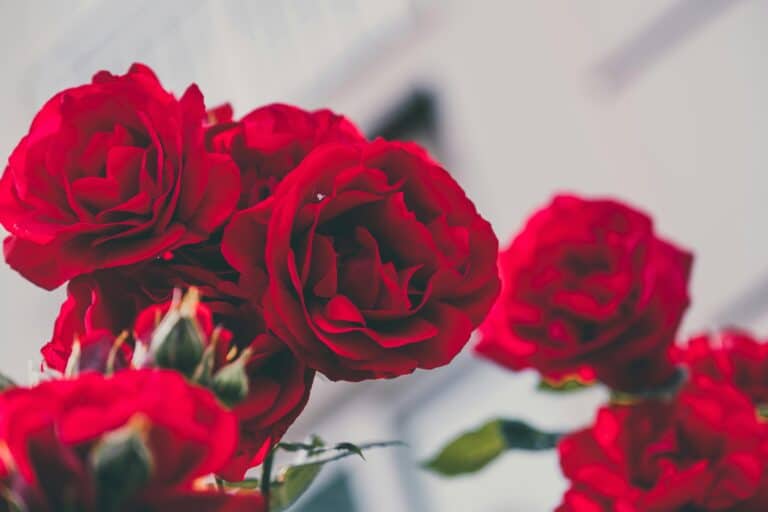 2 line love shayari in hindi for girlfriend